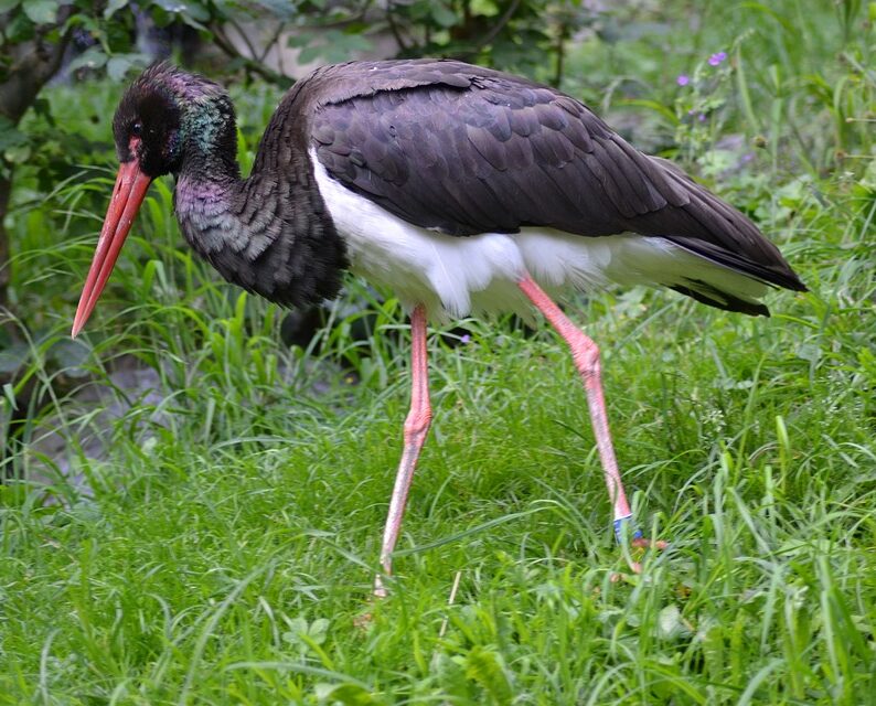 109743643Master Ciggueña negra